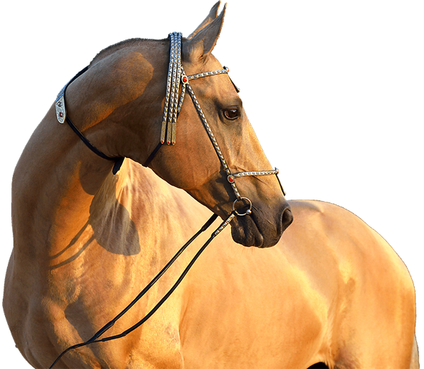 Studfarm d`Akhal, France, Akhal-teke horses